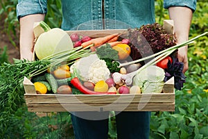 Farmer holding a basket full of harvest organic vegetables and root in the garden. Autumn holiday Thanksgiving.