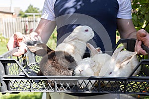 Farmer holding basket with rabbits. Farm animals.