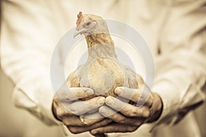 Farmer Holding a Beige Chicken