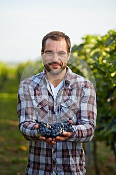 Farmer holding blue grapes