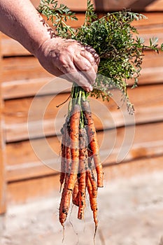 Farmer holding a bunch of carrots. Close up shot