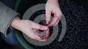 farmer is holding a bunch of grapes in hands. hands with grapes.