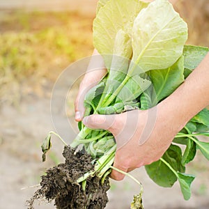 The farmer is holding cabbage seedlings ready for planting in the field. farming, agriculture, vegetables, agroindustry