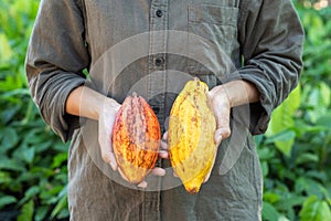 Farmer holding cacao pods