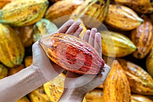 Farmer holding cacao pods
