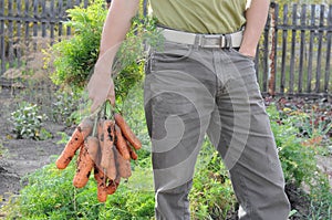 Farmer holding carrot bunch