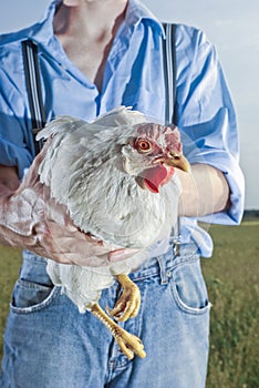 Farmer holding chicken