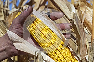 Farmer Holding Corn Cob In Hand In Corn Field