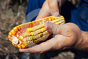 Farmer holding corn cob in hand in corn field