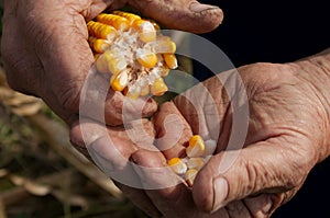Farmer Holding Corn Cob In Hand In Corn Field. Farmer& x27;s rough ha