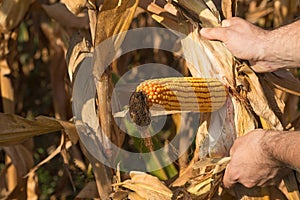 Farmer holding corn cob in hand in corn field.