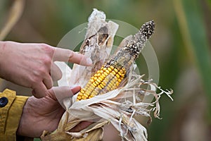 Farmer holding corn with disease
