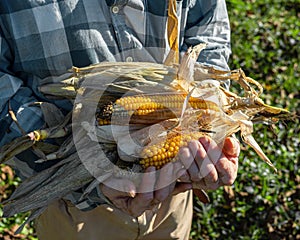 Farmer holding corn ear on the cob outdoors