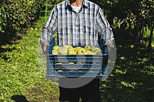 A farmer holding a crate of harvested pears