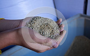 Farmer holding dry feed for cattle in hands