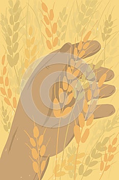 Farmer holding ears of wheat in hand and checking crop