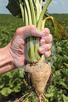 Farmer holding extracted sugar beet root crop