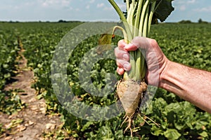 Farmer holding extracted sugar beet root crop