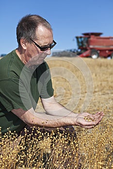 Farmer holding flax seeds