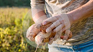 Farmer holding fresh crop of sweet potato in hands and inspecting it, close-up