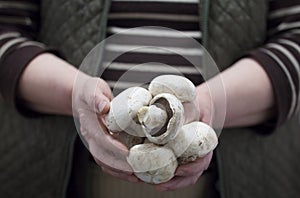 Farmer holding fresh mushrooms