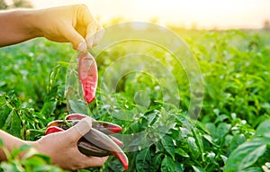 The farmer holding fresh peppers in the hand. Red hot pepper bush. Growing organic vegetables. Autumn harvesting concept.