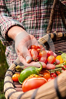 Farmer holding fresh picked vegetables, produce in hand