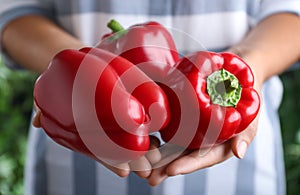 Farmer holding fresh ripe bell peppers, closeup view
