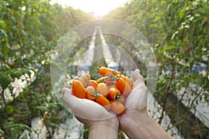 Farmer holding fresh tomato