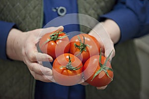 Farmer holding fresh tomato