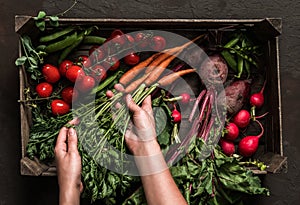 Farmer holding fresh vegetables in wooden box on dark background. Woman hands holding freshly bunch harvest. Healthy organic food