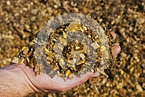 A farmer holding golden, fermented corn silage ready to feed photo