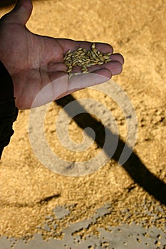 Farmer holding grain