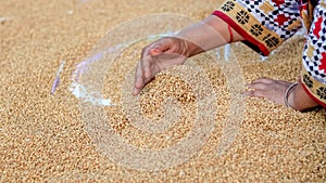 Farmer holding grains in her hands Closeup. Female cupped hands pouring whole wheat grain kernels. Wheat in a hand good harvest.
