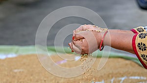 Farmer holding grains in her hands Closeup. Female cupped hands pouring whole wheat grain kernels. Wheat in a hand good harvest.