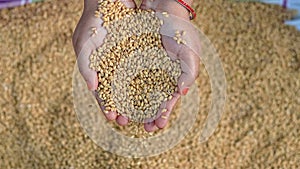 Farmer holding grains in her hands Closeup. Female cupped hands pouring whole wheat grain kernels. Wheat in a hand good harvest.