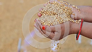 Farmer holding grains in her hands Closeup. Female cupped hands pouring whole wheat grain kernels. Wheat in a hand good harvest.