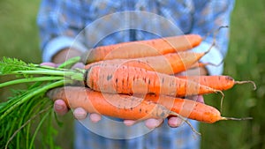 Farmer holding in hands biological product of carrots. Concept: Farmer`s market, Organic Farming, Farm Harvest Crop, bio