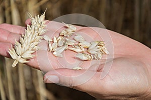 Farmer holding in hands ear and grains of wheat Triticum on field. Woman holds golden wheats spikelets