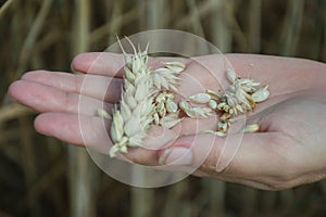 Farmer holding in hands ear and grains of wheat Triticum on field. Woman holds golden wheats spikelets