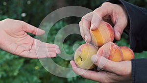 Farmer holding in hands fresh organic harvested peach fruits and give one to a woman. Organic healthy food. Agriculture