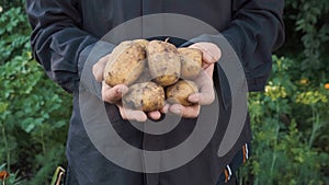 Farmer holding in hands fresh organic harvested potato bulbs. Organic healthy food. Agriculture and farming concept