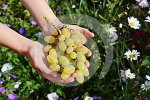 Farmer holding in hands fresh white grapes for making wine.