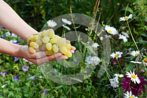 Farmer holding in hands fresh white grapes for making wine. Harvesting grapes by hand.grape in the hands of gardeners.