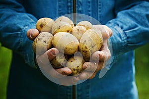 Farmer holding in hands the harvest of potatoes in the garden. Organic vegetables. Farming. photo
