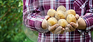 Farmer holding in hands potatoes products on green nature background. Organic farming. Banner format with copy space