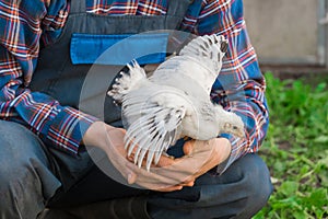 Farmer holding in hands a white brama chicken against a background of green grass, close-up, poultry farming