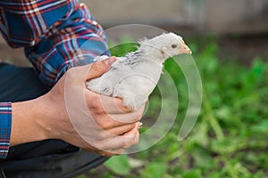 Farmer holding in hands a white brama chicken against a background of green leaves, close-up, poultry farming