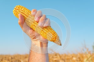 Farmer holding harvested corn cob