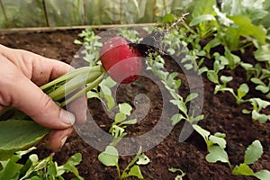 farmer holding a harvested radish in the greenhouse in the background the radish crop is still growing